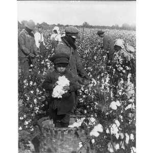  African Americans,Caucasians,picking cotton,NC: Home 