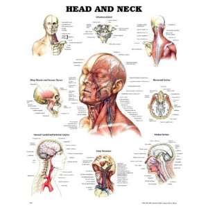 Head and Neck Anatomical Chart  Industrial & Scientific