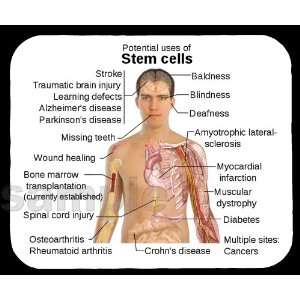  Stem Cell Potential Uses Mouse Pad: Everything Else