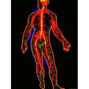  Nervous System, Full Body Central Nervous System 