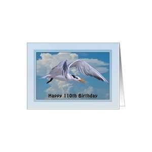  Birthday, 110th, Royal Tern in Flight Card: Toys & Games