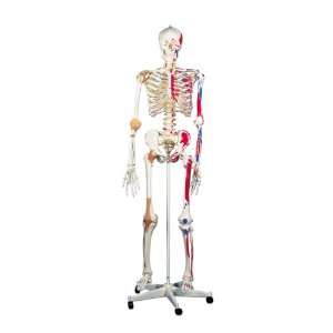 3B Scientific Sam the Super Skeleton: Health & Personal 
