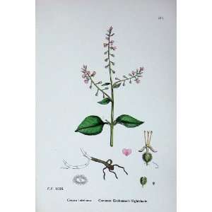  Botany Plants C1902 Common EnchanterS Nightshade
