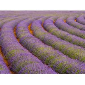 Curved Rows of Lavender near the Village of Sault, Provence, France 