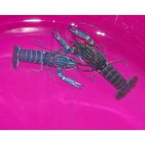  2 Live Electric Blue Crayfish: Everything Else