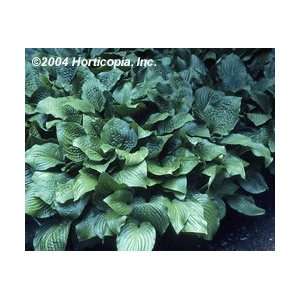  Hosta   Royal Standard Perennial Flower   One Gallon Pot 