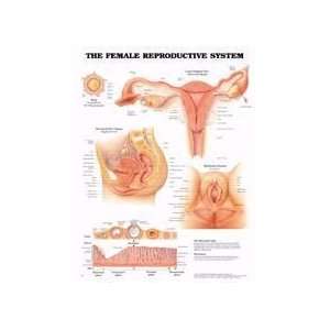  Female Reproductive Chart: Health & Personal Care