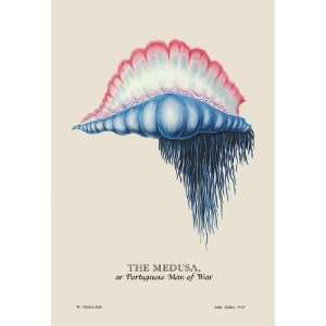    Medusa, or Portuguese Man of War 20x30 Poster Paper