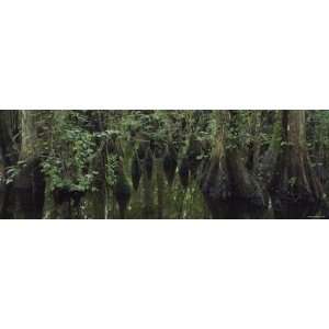  in a Forest, Four Hole Swamp, Francis Beidler Forest, South Carolina 