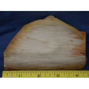   Very Rare Louisiana Petrified Palm Wood Slab, 7.24.42: Everything Else