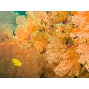  Golden Dream Reef, Bligh Water Area, Viti Levu, Fiji 