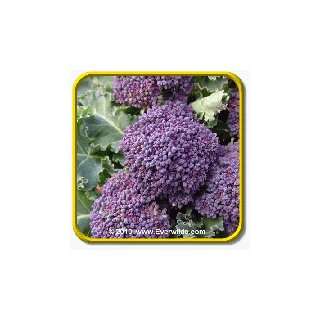  1 Lb Broccoli Seeds   Purple Sprouting Bulk Vegetable 