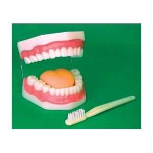  Oral Hygiene Model Large Human Teeth & Toothbrush 