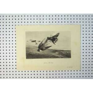    C1864 View Frouse Hawking Fight Wild Birds Country