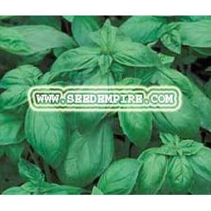   Large Leaf Ocimum Basilicum     100 Herb Seeds Patio, Lawn & Garden