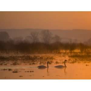 Whooper Swans at Sunrise, Hornborgasjon Lake, Sweden Photographic 