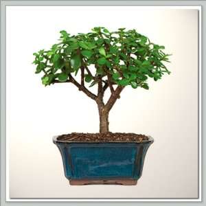 Bonsai Tree Dwarf Jade   Nursery Direct from Joebonsai  