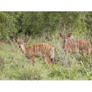 Two Young Female Nyala, Hluhluwe Game Reserve, South Africa, Africa 