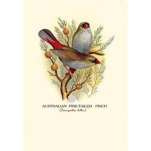 Australian Fire Tailed Finch   Paper Poster (18.75 x 28.5):  