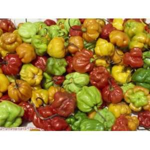 Close Up of Peppers for Sale on a Food Stall, Arima, Trinidad, West 