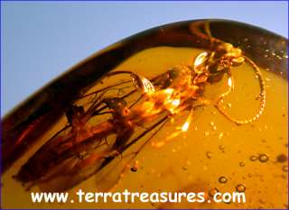 A101 DR7811 SuperbGiant Ichneumon Wasp Dominican Amber  