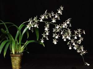 ONCIDIUM SPECKLED SPIRE WHISP BLOOMING SIZE ORCHID PLANT, SHIPPED IN 
