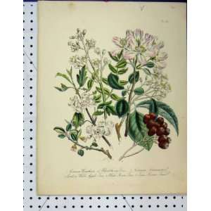 Hawthorn White Beam Tree Apple Botanical Print Thorn:  Home 