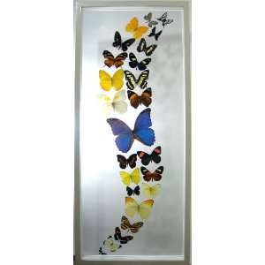  The Rio Rico Mounted Butterfly Art Home Decor: Everything 