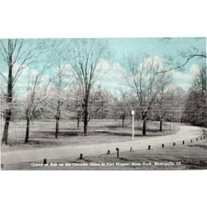 1940s Vintage Postcard   Grove of Ash Trees on the Circular Drive 