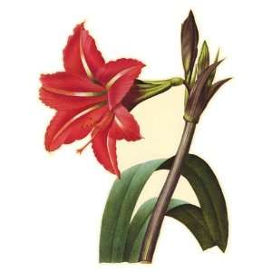   : Wall Hugs Vintage Red Amaryllis Flower Wall Decal: Home Improvement