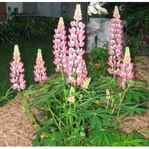  Gallery Pink Lupine Perennial   4 Plants   Lupinus Patio 
