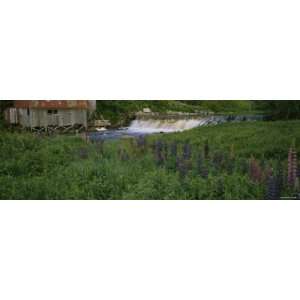 Lupine Flowers in a Field, Petite River, Nova Scotia, Canada Premium 