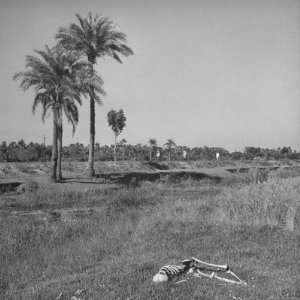  The Skeleton of a Starved Man Lying in a Field After Being Eaten 