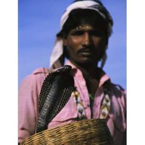  An Indian Snake Charmer Holds a Basket with a King Cobra 