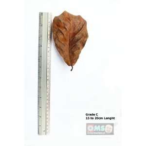 Indian Almond Leaves for Fish Tank (Grade C, 10 to 15 cm length) x 10 