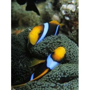 Pair of Orange Fin Anemonefish Sleep Amid Sea Anemone Tentacles 