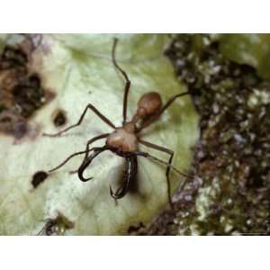 Close View of an Army Ant Soldier with Formidible Pincers National 