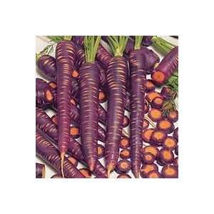  Carrot Purple Haze Hybrid Great Heirloom Vegetable 400 Seeds 