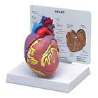 anatomical human heart  