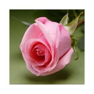  25 Fresh Roses Light Pink  16 Inch length each stem: Patio 