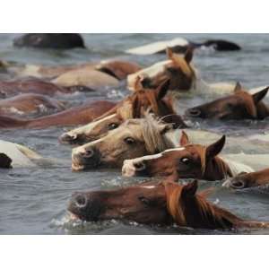  Wild Chincoteague Ponies Swim the Assateague Channel to 