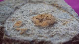 GENUINE ALL NATURAL UNIDENTIFIED STARFISH FOSSIL TRILOBITE.MOROCCO 