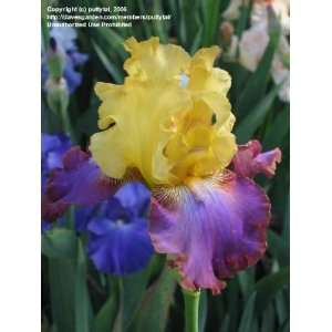  ROYAL SLAVE Iris bulb Patio, Lawn & Garden