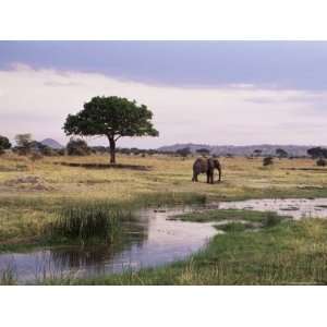 African Elephant (Loxodonta Africana), Tarangire National Park 