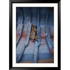  A Village Dog Naps in the Bottom of a Cat Boat Framed 