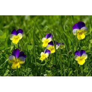  Johnny Jump Up Viola Seed Packet Patio, Lawn & Garden