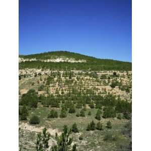  Young Pine Trees Near Konya, Anatolia, Turkey, Eurasia 