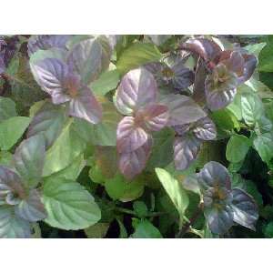  Candy Mint   Grow Indoors or Out   4 Pot Patio, Lawn 