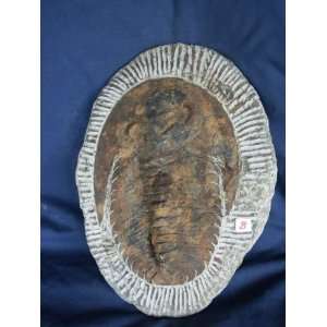  Complete Trilobite Fossil Plate, 2.8.8 