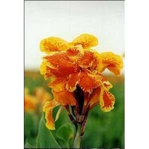  Canna Yellow King Humbert 25 pack Patio, Lawn & Garden